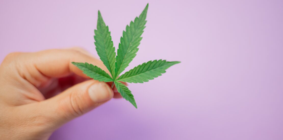A hand holding a marijuana leaf, representing cannabis law.